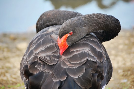 black swan
